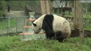 Umro najstariji mužjak pande