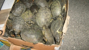 Krijumčarili 281 kornjaču