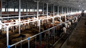 Spasti farme krava