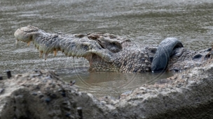 Oslobođen krokodil