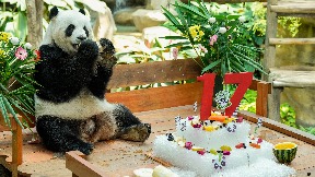 Panda slavi rođendan