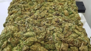Zaplenjeno 20 kg marihuane