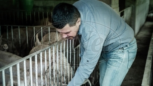Bez uvoza svinja iz Srbije