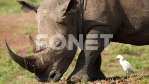 Nosorog u Keniji