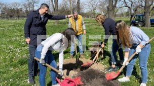 Nedostaje 200 miliona stabala