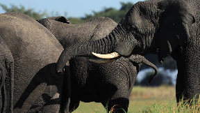 Slon usmrtio gošću na safariju