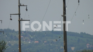 Dalekovodi bezbednije za ptice