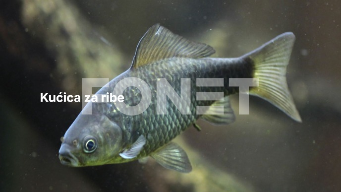 Mali čuvari velikih reka