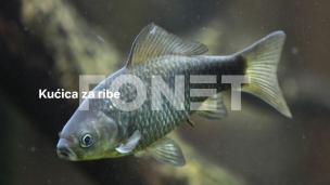 Mali čuvari velikih reka