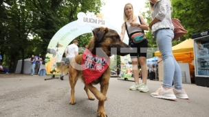 Festival pasa svih rasa 