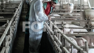 Zabranjen uvoz svinja 