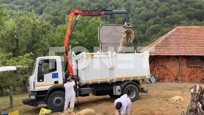 Potvrđena bolest plavog jezika