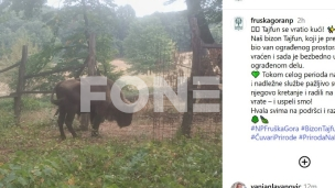 Pronađen odbegli bizon