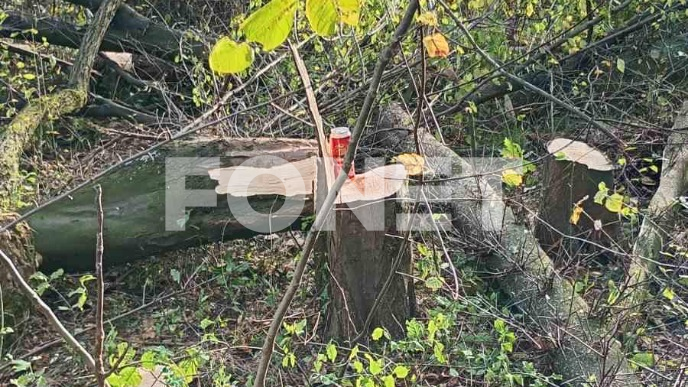 Seča drveća na Bajdini