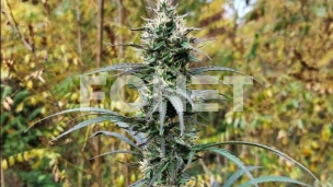 Kanabis samo za lečenje 