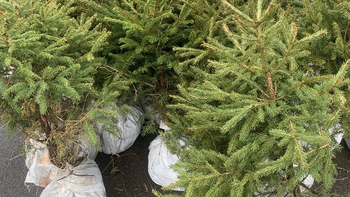 Doneti jelke u rasadnike