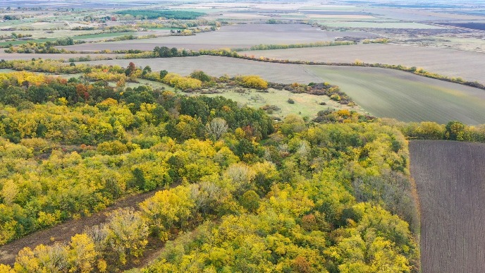 Sačuvan Slavujev lug