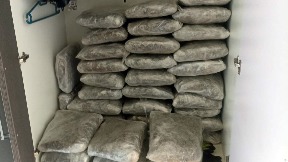 Zaplena 77 kg marihuane