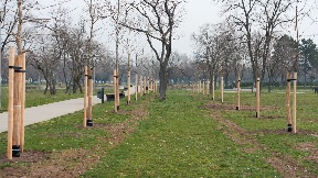 Donacija 100 stabala platana