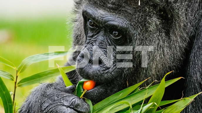 Rođendan najstarije gorile