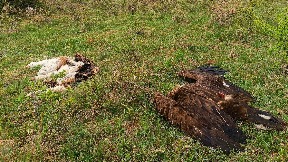 Uslovna kazna za trovanje orla