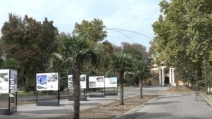 Palme na Kalemegdanu