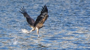 Neprijavljen let helikoptera?