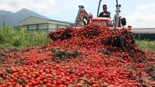 Protest proizvođača paradajza