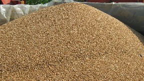 Sutra počinje izvoz žita