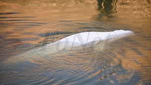 Uginuo kit koji je zalutao u Senu