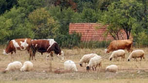 Porez na krave zbog gasova