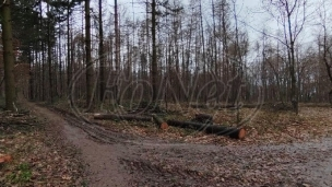 Posečen deo Miljakovačke šume