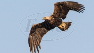 Oporavak orlova krstaša 