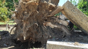 Drvo čeka komunalce