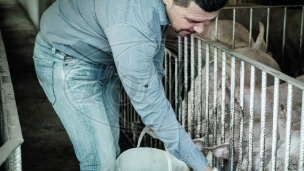 Udarac za svinjarstvo