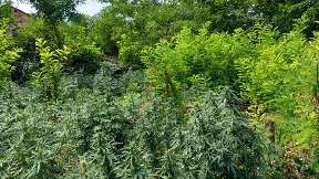 Osumnjičeni za prodaju droge