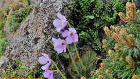 Danas je Dan primirja