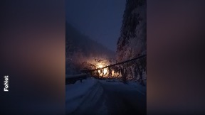 Stabla na saobraćajnicama