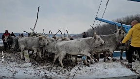 Spasavanje krava sa ade